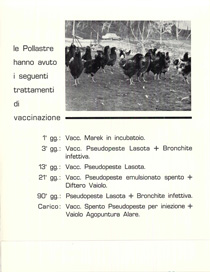 ilpoggio